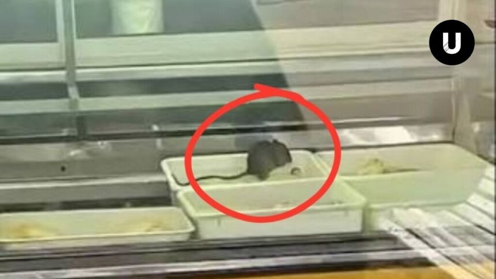 Pollería clausurada en Villa Gesell tras detectarse la presencia de roedores sobre alimentos.