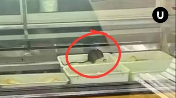 Pollería clausurada en Villa Gesell tras detectarse la presencia de roedores sobre alimentos.