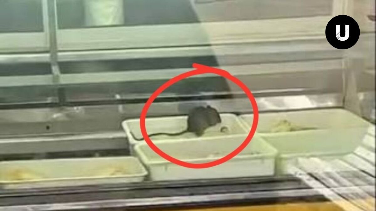 Pollería clausurada en Villa Gesell tras detectarse la presencia de roedores sobre alimentos.