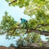 árboles y espacios verdes en Ayacucho