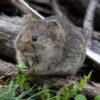 roedor silvestre asociado al hantavirus