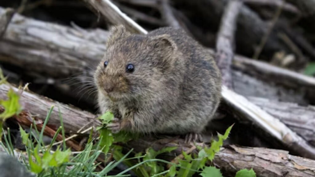 roedor silvestre asociado al hantavirus
