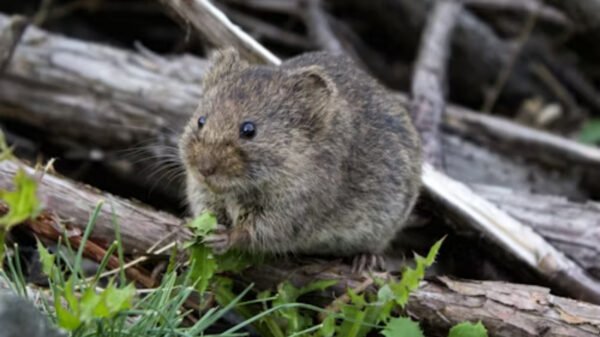 roedor silvestre asociado al hantavirus