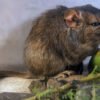 Ilustración o fotografía de Apnoctomys conicetorum, la nueva especie de roedor descubierta en Córdoba.