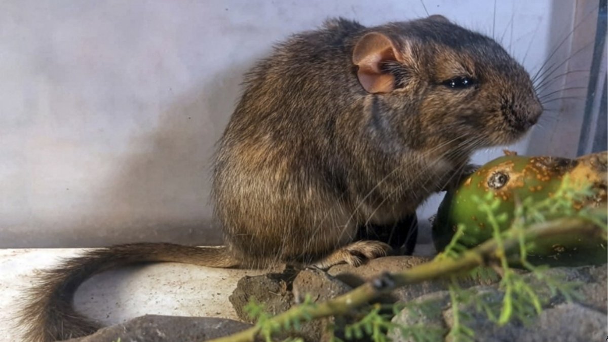 Ilustración o fotografía de Apnoctomys conicetorum, la nueva especie de roedor descubierta en Córdoba.