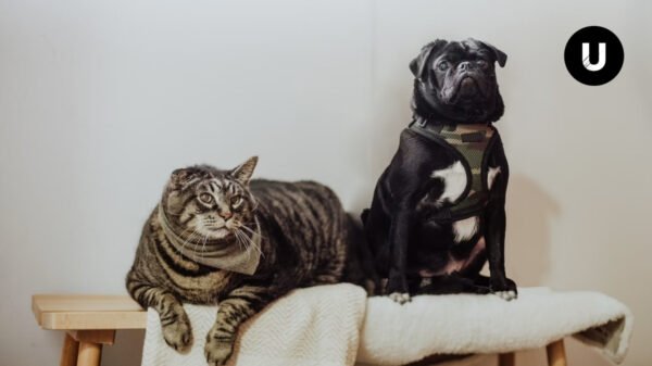 Campaña de vacunación antirrábica y desparasitación para perros y gatos en Ayacucho