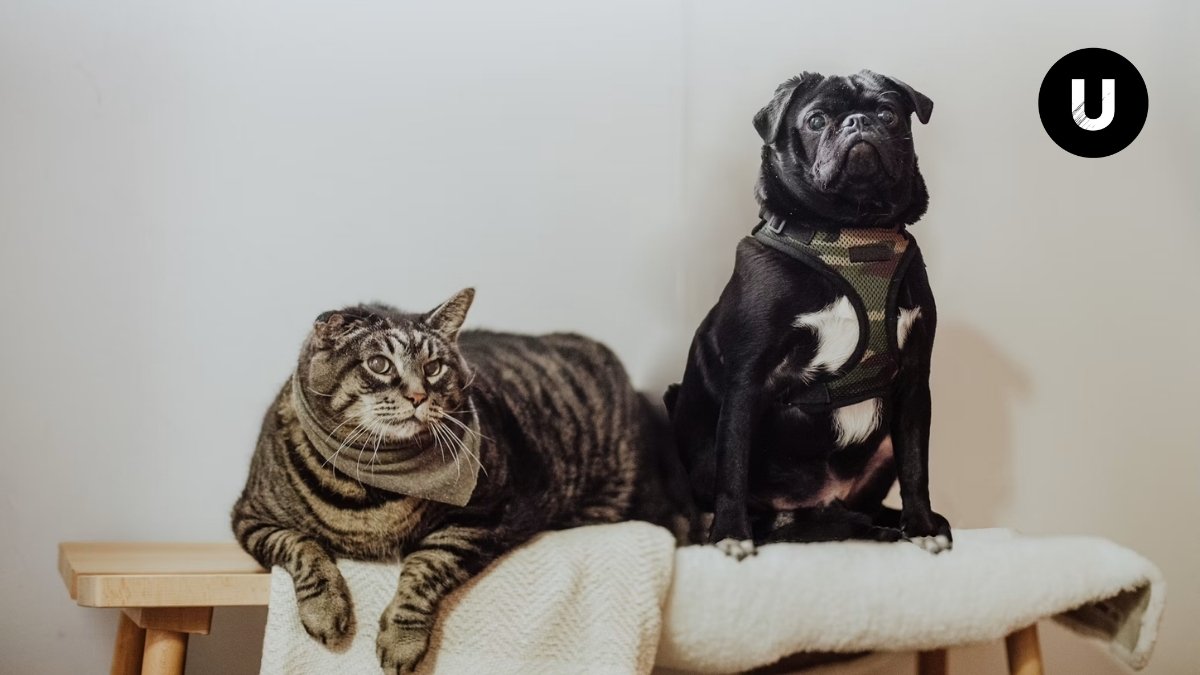 Campaña de vacunación antirrábica y desparasitación para perros y gatos en Ayacucho