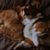 jornada de salud animal organizada por Zoonosis en Ayacucho